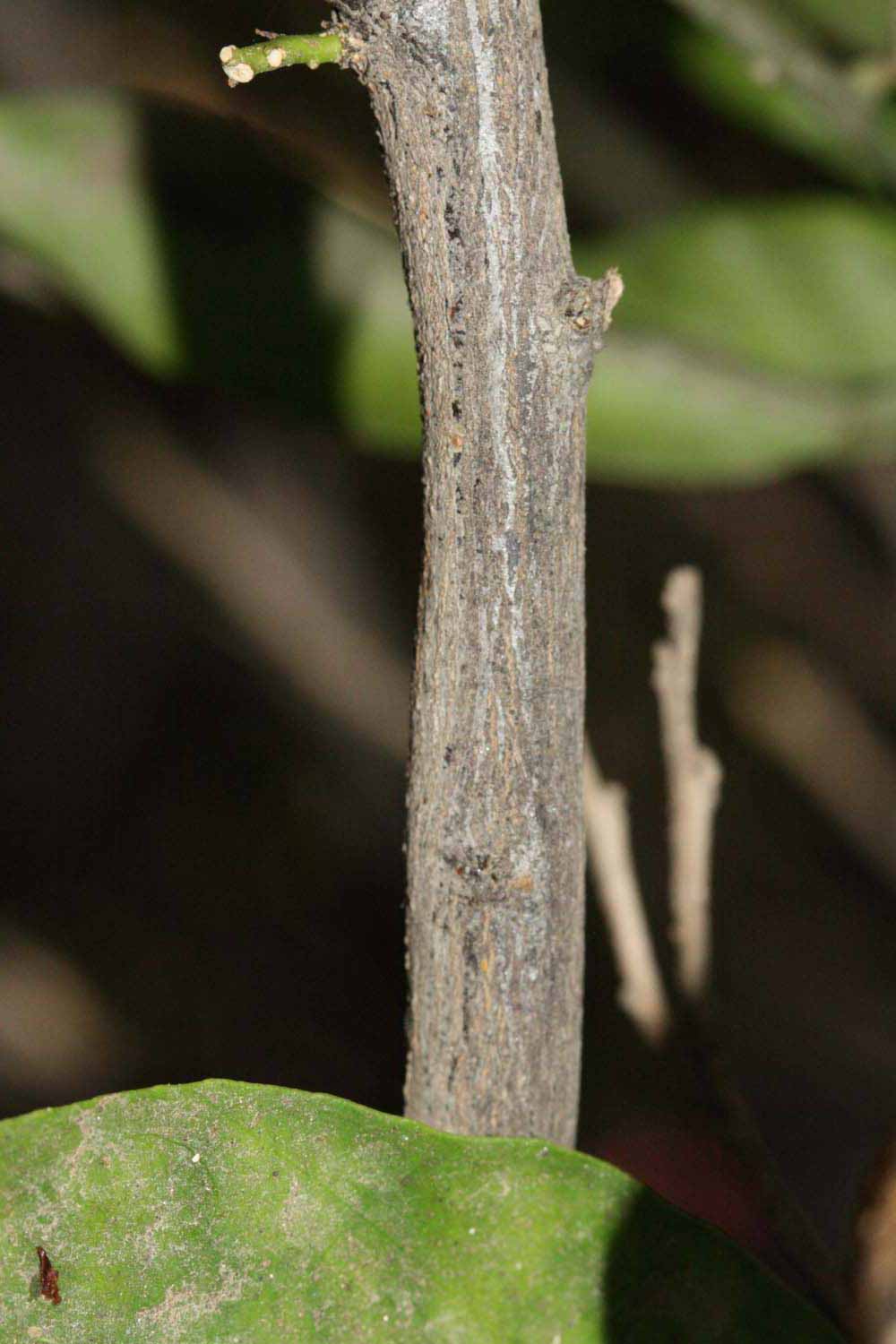              Second - third year twig (Riverside, CA)       